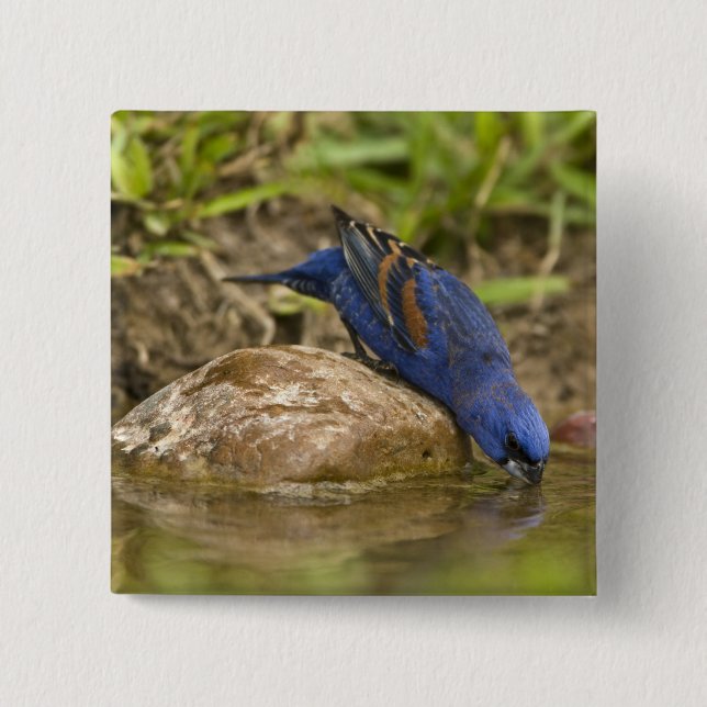 Blue Grosbeak drinking at backyard pond, Pinback Button (Front)