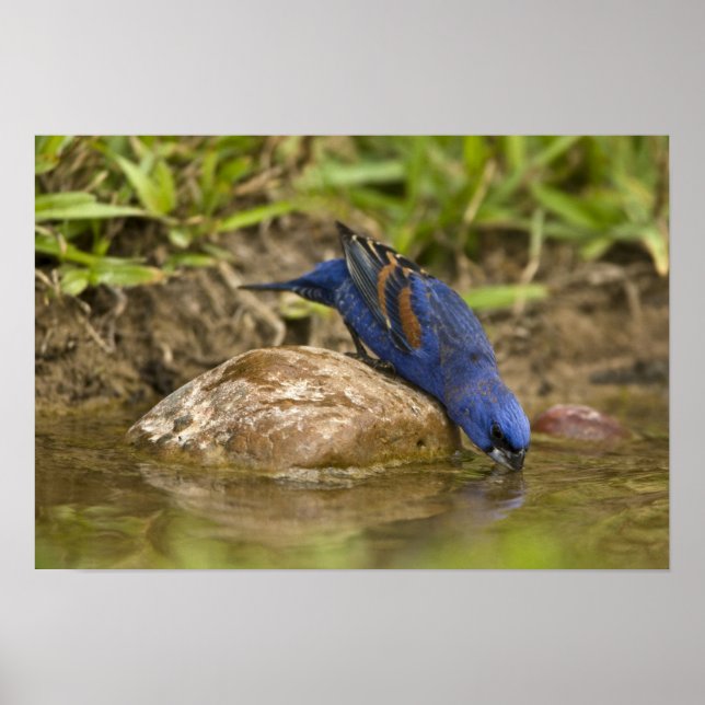 Blue Grosbeak drinking at backyard pond, Poster (Front)