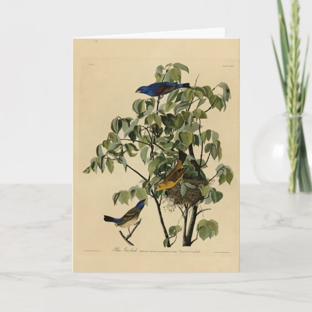 Blue Grosbeak from Audubon's Birds of America  Card (Front)