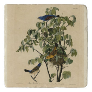 Blue Grosbeak from Audubon's Birds of America Trivet