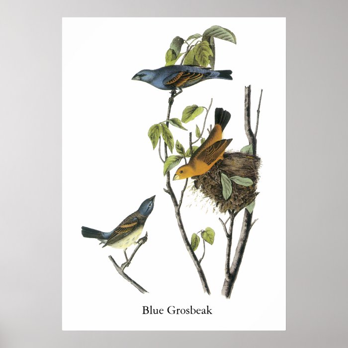 Blue Grosbeak John James Audubon Posters