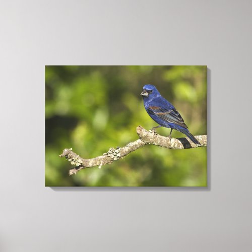 Blue GrosbeakPasserina caeulea Coastal Bend Canvas Print