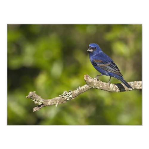 Blue GrosbeakPasserina caeulea Coastal Bend Photo Print