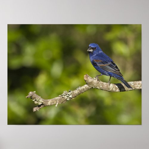 Blue GrosbeakPasserina caeulea Coastal Bend Poster