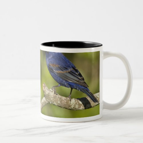 Blue GrosbeakPasserina caeulea Coastal Bend Two_Tone Coffee Mug