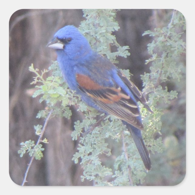Blue Grosbeak Square Sticker (Front)