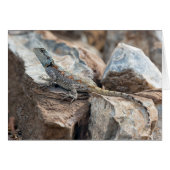 Blue headed Agama (Front Horizontal)