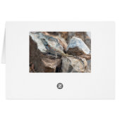 Blue headed Agama Cards (Back Horizontal)