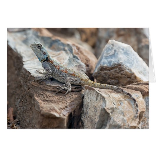 Blue headed Agama Cards (Front Horizontal)