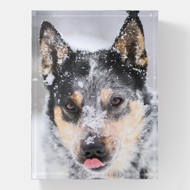 Blue Heeler dog in the snow Paperweight (Vertical)