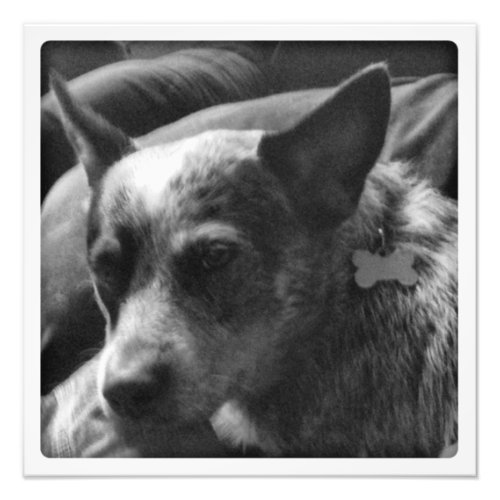 Blue Heeler in black and white Photo Print