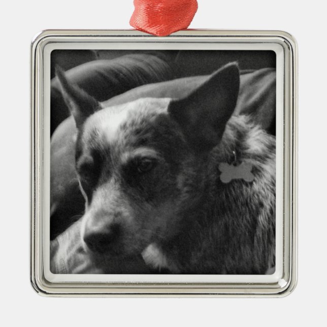 Blue Heeler Metal Ornament (Front)