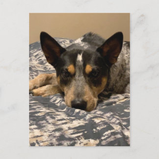 Blue Heeler Postcard