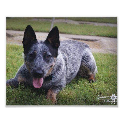 Blue Heeler Print 1