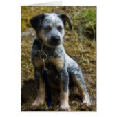 Blue Heeler Puppy (Front)