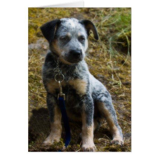Blue Heeler Puppy Cards (Front)