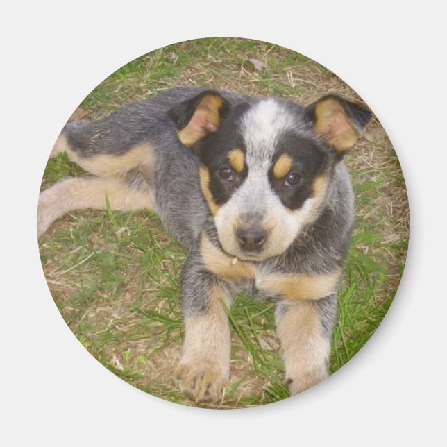 Blue Heeler Puppy Magnet (Front)