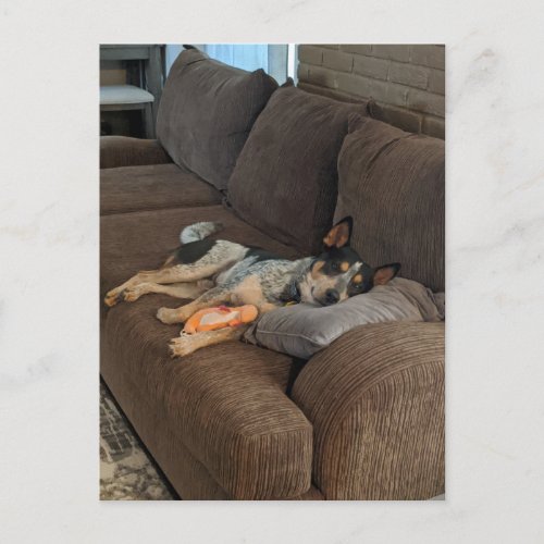 Blue Heeler Waiting for Dad to Come Home Postcard