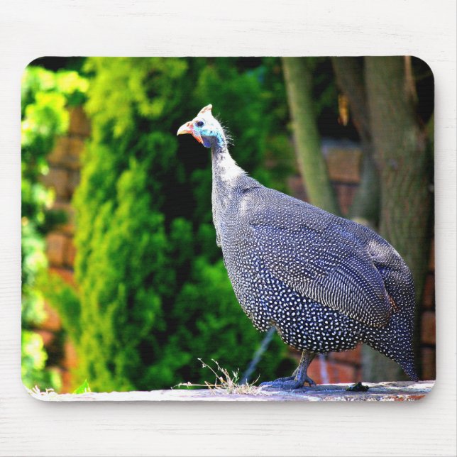 Blue Helmeted Guinea Fowl standing in the sun Mouse Pad (Front)