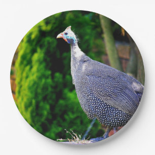 Blue Helmeted Guinea Fowl standing in the sun Paper Plates