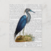 Blue Heron 3 2