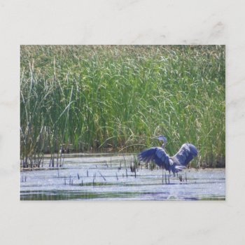 Blue Heron At Stillwater Wildlife Refuge Fallon  N Postcard by abadu44 at Zazzle
