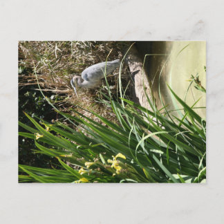 Blue Heron at the San Diego Zoo Postcard