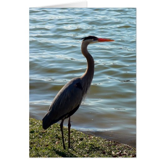 Blue Heron Cards (Front)