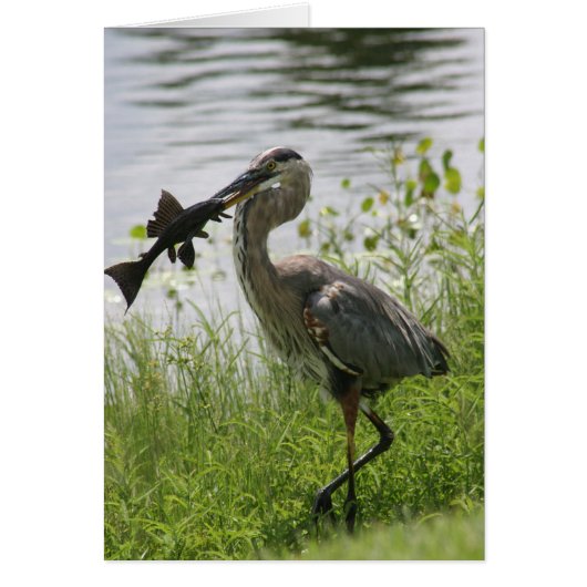 BLUE HERON CARDS (Front)
