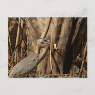 BLUE HERON EATING GATOR POSTCARD