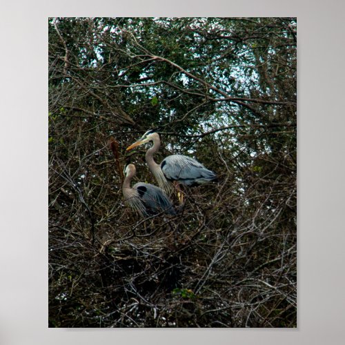 Blue Heron Family Birds Nest Trees Florida Poster