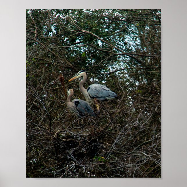 Blue Heron Family Birds Nest Trees Florida Poster (Front)