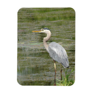 Blue Heron Flexible Photo Magnet