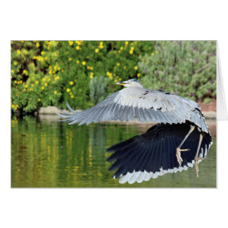 Blue heron in flght near The Villages waterfalls Cards