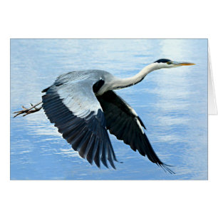 Blue Heron in Flight Over Water Cards