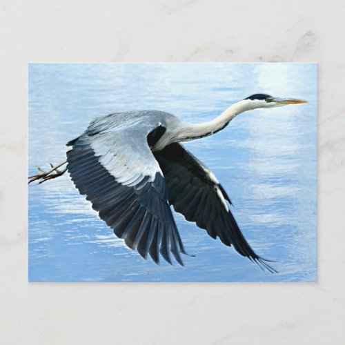 Blue Heron in Flight Over Water Postcard