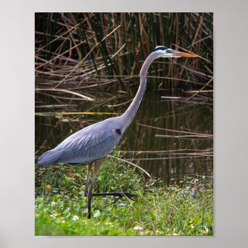 Blue Heron in Grass at Wetland Poster