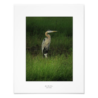 Blue Heron in Shaded Grass Photo Print