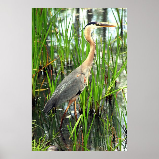 Blue Heron in the Reeds Poster (Front)