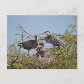 Blue Heron Nest Photo Postcard