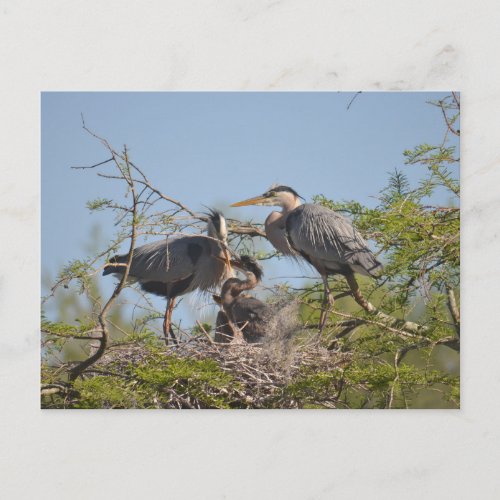 Blue Heron Nest Photo Postcard