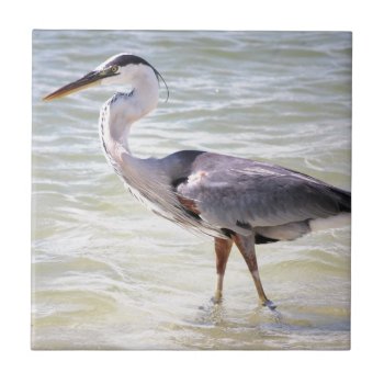 Blue Heron On Lovers Key Ceramic Tile by DragonL8dy at Zazzle