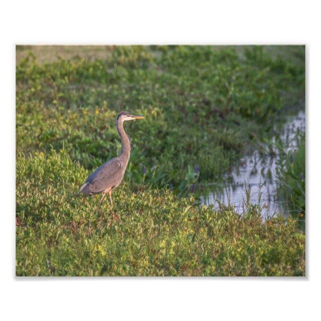 Blue Heron Photo Print (Front)