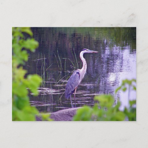 Blue Heron Postcard