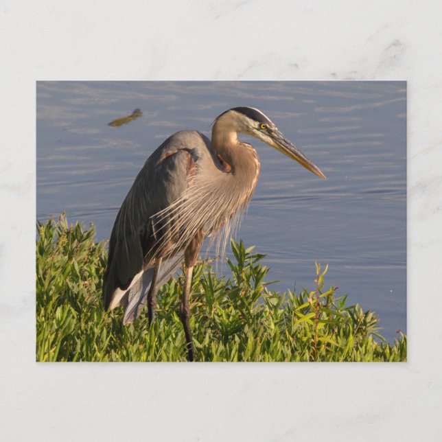 Blue Heron Postcard (Front)