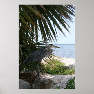 Blue Heron Poster