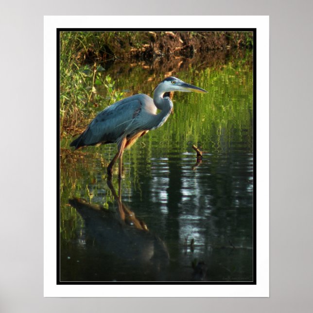 Blue Heron Poster Print (Front)