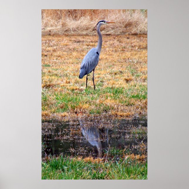 Blue Heron Reflection Poster (Front)