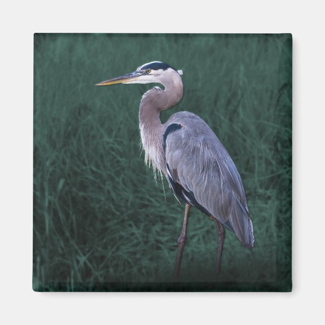 Blue Heron Standing in Grass Magnet (Front)