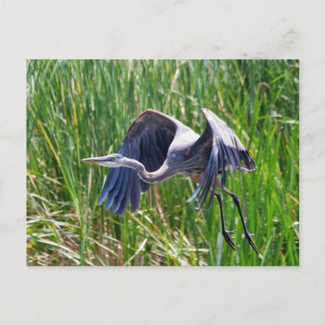 Blue Heron taking off Postcard (Front)